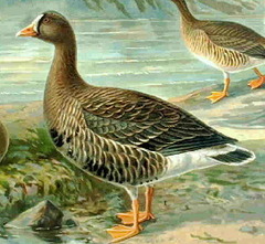 Lesser White-fronted Goose